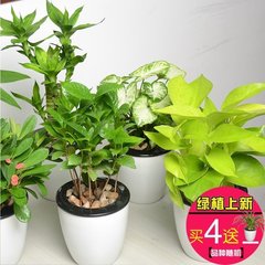 铁海棠发财树茉莉花黄金葛咖啡豆办公室内绿植花卉植物盆栽塑料盆