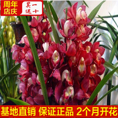 年终促销盆栽兰花花苗大花蕙兰 蝉兰 虎头兰客厅阳台花卉当年开花