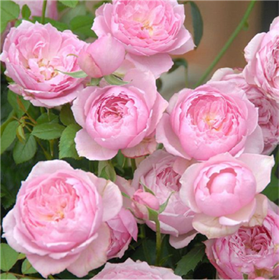 经典月季 薰衣草花环 藤本月季 欧月