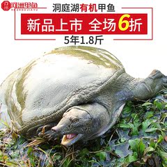 河洲有机甲鱼 洞庭湖有机中华老鳖1.8斤水鱼团鱼王八野化生鲜活体