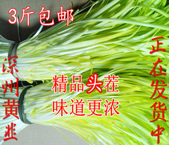 韭菜黄韭河北特产新鲜蔬菜深州黄韭韭黄500克农产品3斤包邮黄韭菜