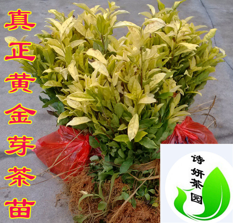 浙江黄金芽茶苗原产地直销黄金叶带营养杯茶苗龙井茶苗白化品种