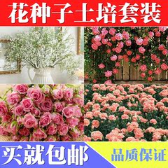 花种子四季播种绿植室内盆栽水培易活植物花草蔬菜春秋包邮