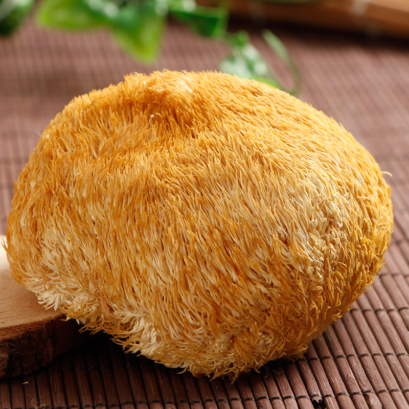 猴头菇500g 猴头王 刺猬菌 猴菇 深山猴头菇 仿野生种植猴头菌|ruв категории зерно риса/север и Юг сухих грузов/приправы, север и Юг сухих грузов/мясо сухих грузов, сухогрузный/родной, Ежовик гребенчатый - от Buy2taobao.com для оказания профессиональной услуги покупки агента Taobao