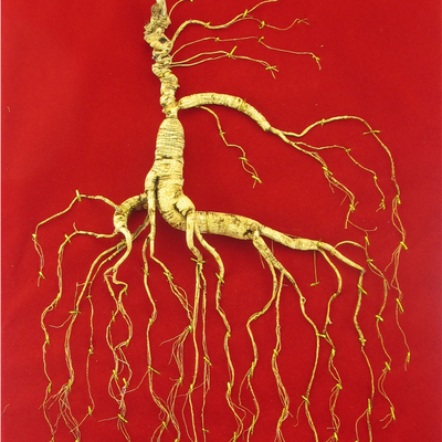 踏浪而来 长白山野山参 62年参龄 重28.9克