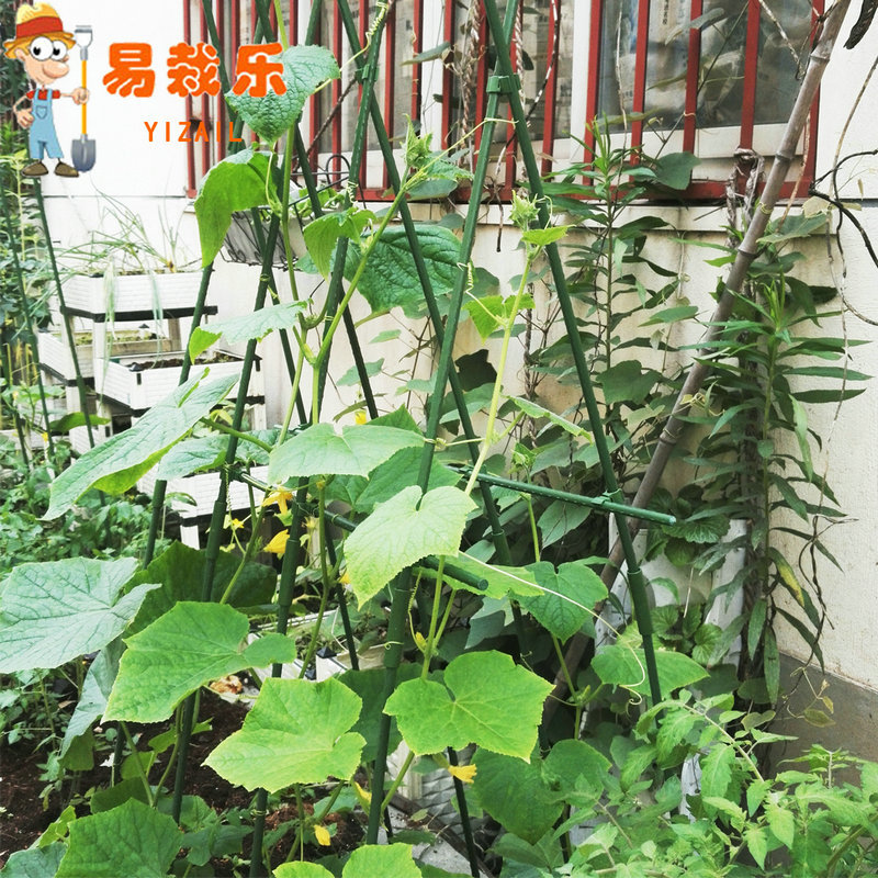 易栽樂園藝植物爬藤支架陽台種菜花架黃瓜番茄架爬藤架室內攀爬杆在類目 鮮花速遞/花卉仿真/綠植園藝, 園藝用品, 大型籬笆/柵欄中 - 來自Buy2taobao.com提供專業的淘寶代購服務