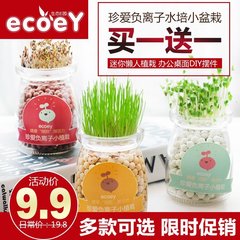 ECOEY 迷你盆栽微景观植物 DIY桌面小盆栽水培植物小花农迷你植物