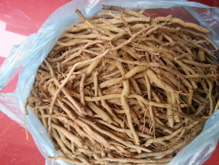 金针根新鲜黄花菜根新鲜金针根黄花菜根500g可以真空包装
