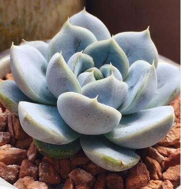 多肉叶片植物韩国进口雪兔正版叶插妮妮花舍多肉植物