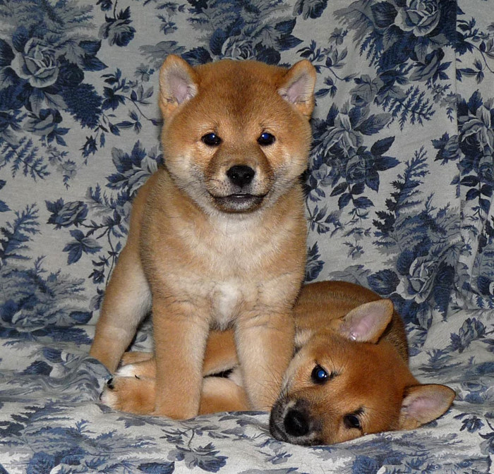 纯种柴犬日本幼犬日系狗狗物语同款有数只可狗狗