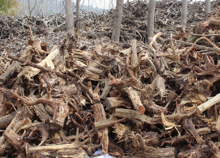 柏树崖柏兜子根雕木雕柏树木原料毛料根料手把件摆件珠子料陈化料06