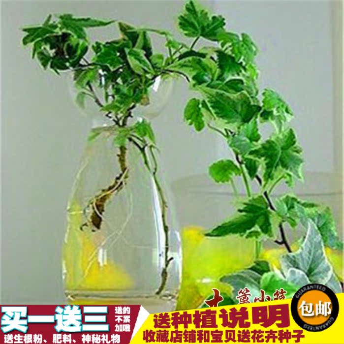 可以水培的植物【中华常春藤】净化空气质量,防辐射,除甲醛产品展示图1