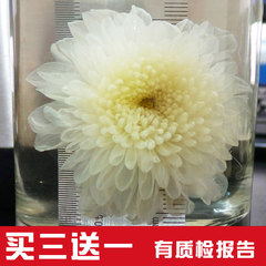 买3送1 光耀黄山贡菊 白菊花茶 七月菊 1新花 40g/袋