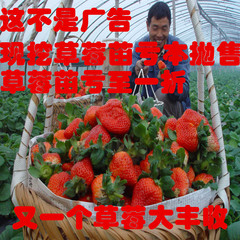 红颜奶油攀援牛奶草莓苗 盆栽地栽草莓苗当年四季结果果树苗批发