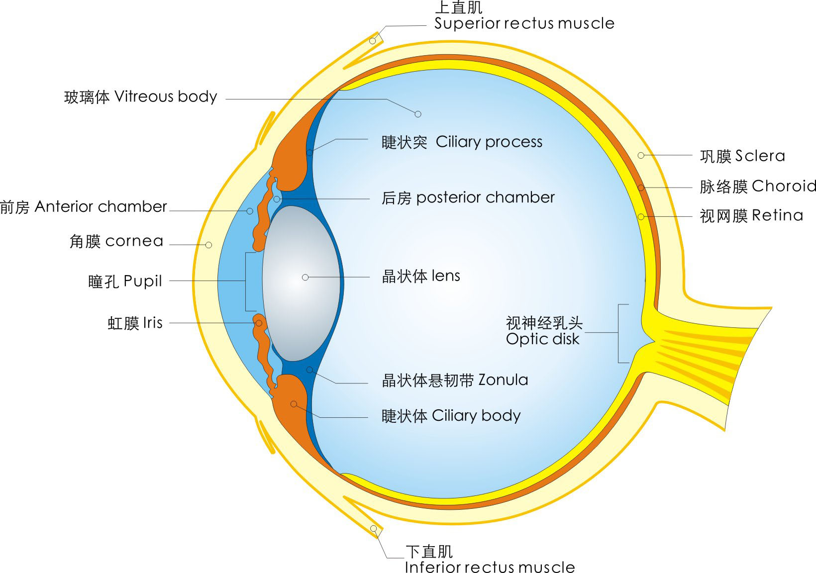 眼球立体剖面示意图图片