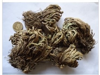 中药材花草茶 九死还魂草 卷柏 打不死长命草,长生不死草