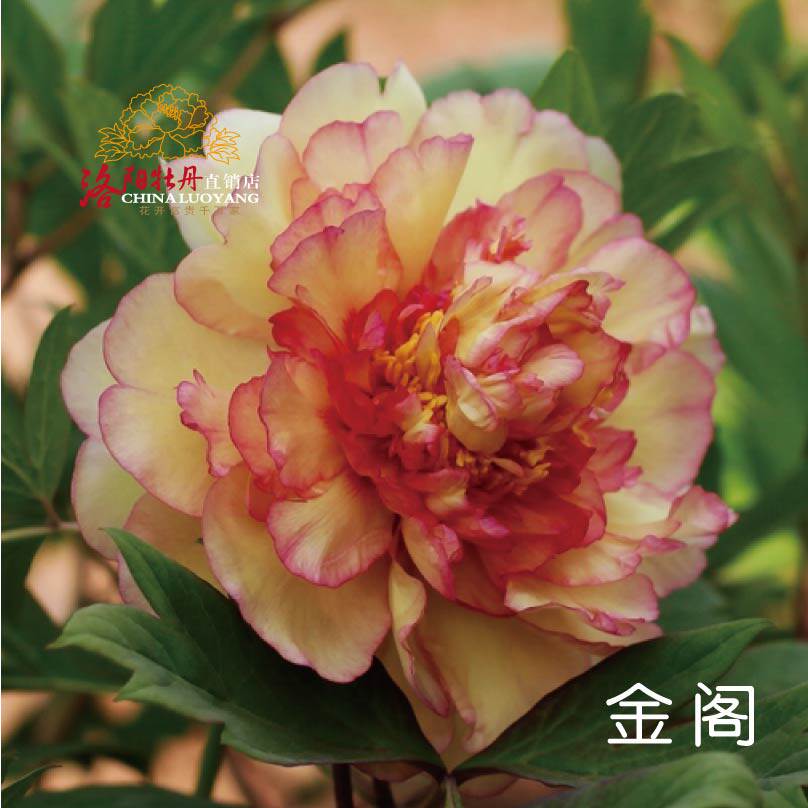 金阁正宗洛阳牡丹精品稀有品种黄红复色观赏庭院地盆栽包邮