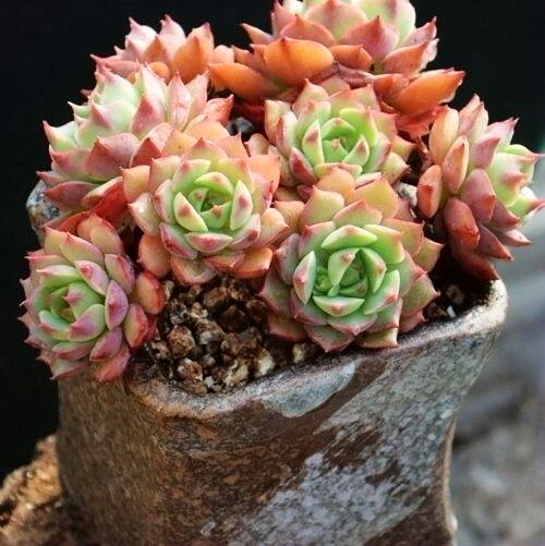 多肉植物韩国进口拿铁拉姆雷特正版叶片叶插多肉植物