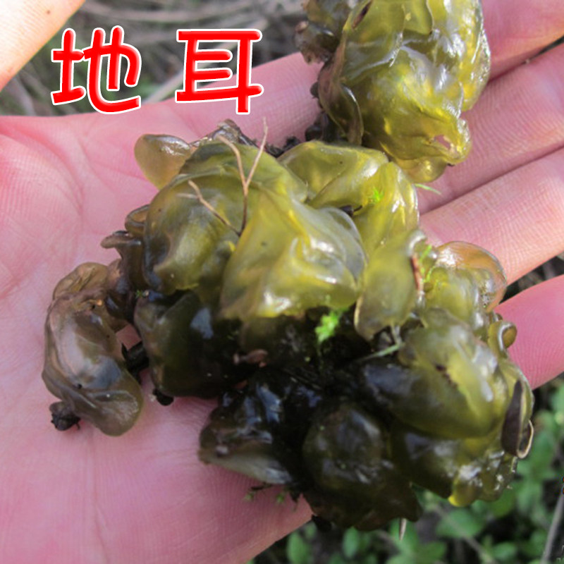 湖北野生现武当山干地耳地木耳皮菜踏菜干地软石耳衣地曲连儿250g