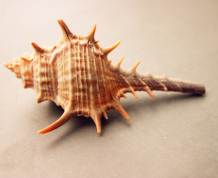 刺螺 女巫骨螺 天然海星贝壳海螺/鱼缸/地台/地中海家居 6-10cm