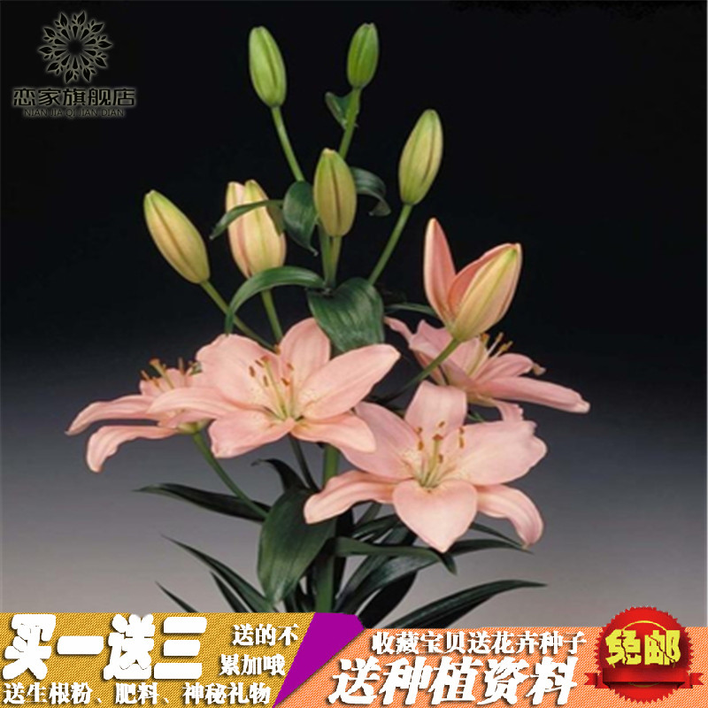 【粉麝香】香水百合花苗球根赛郁金香阳台桌面绿植盆栽花卉植物产品展示图1