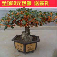 桂花苗嫁接桂花树苗 桂花盆栽 地栽苗 四季桂金桂丹桂沉香桂包邮