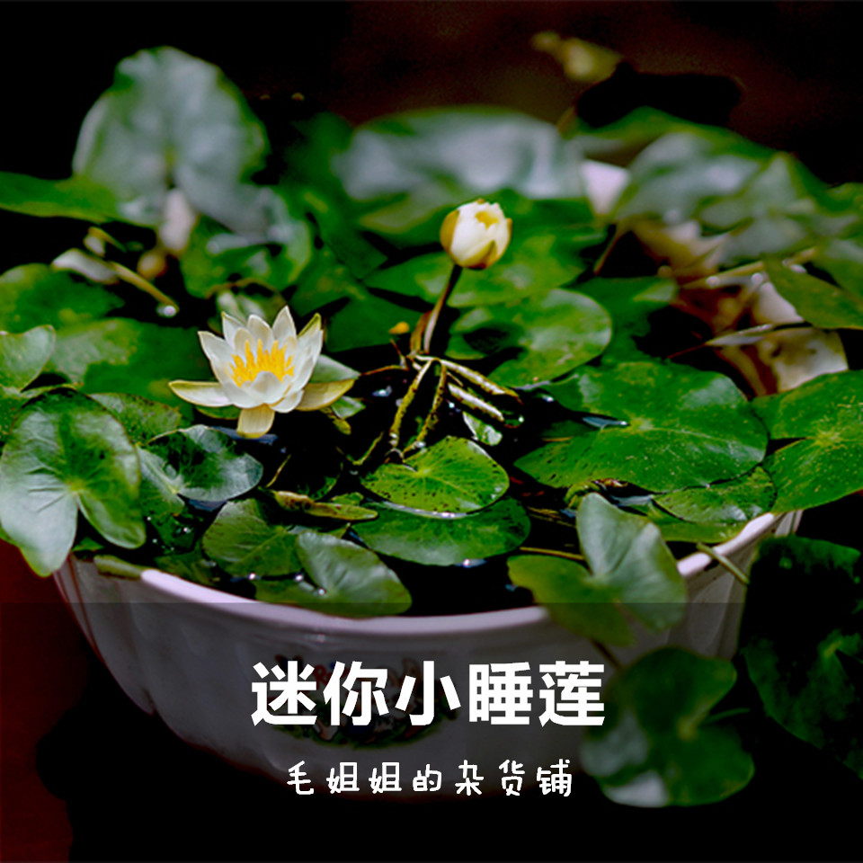迷你小睡莲花根茎根块鱼缸水池水生花卉室内盆栽水培植物四季好养