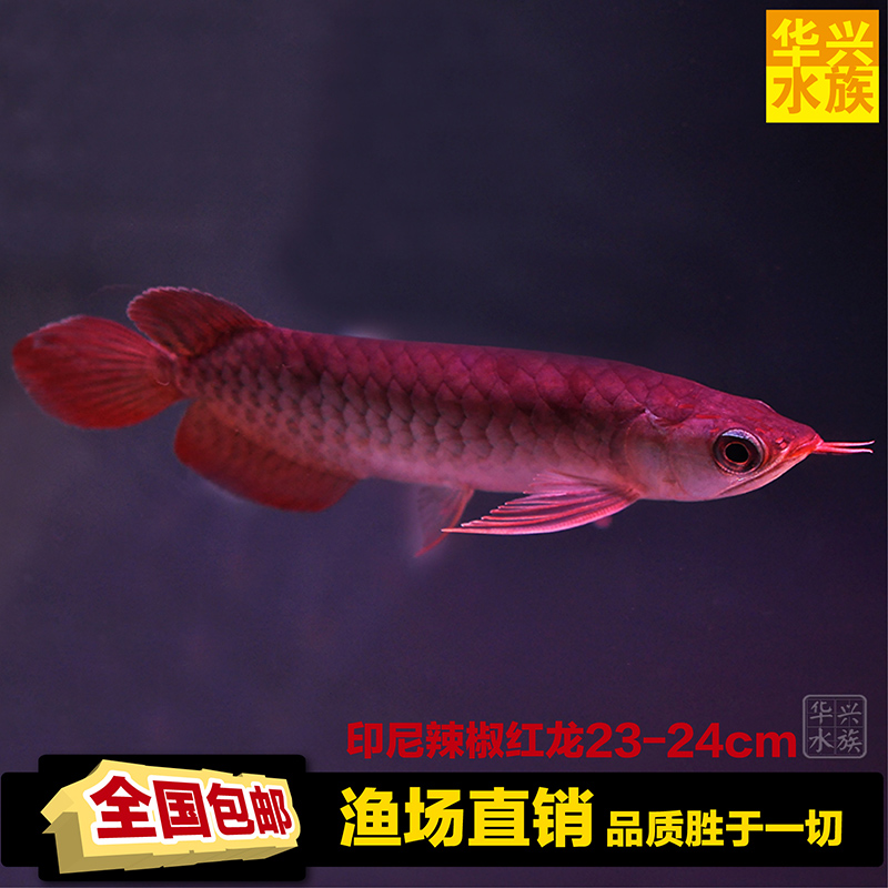 印尼辣椒红龙鱼 热带红龙鱼 进口观赏红龙活体 活体龙鱼包邮
