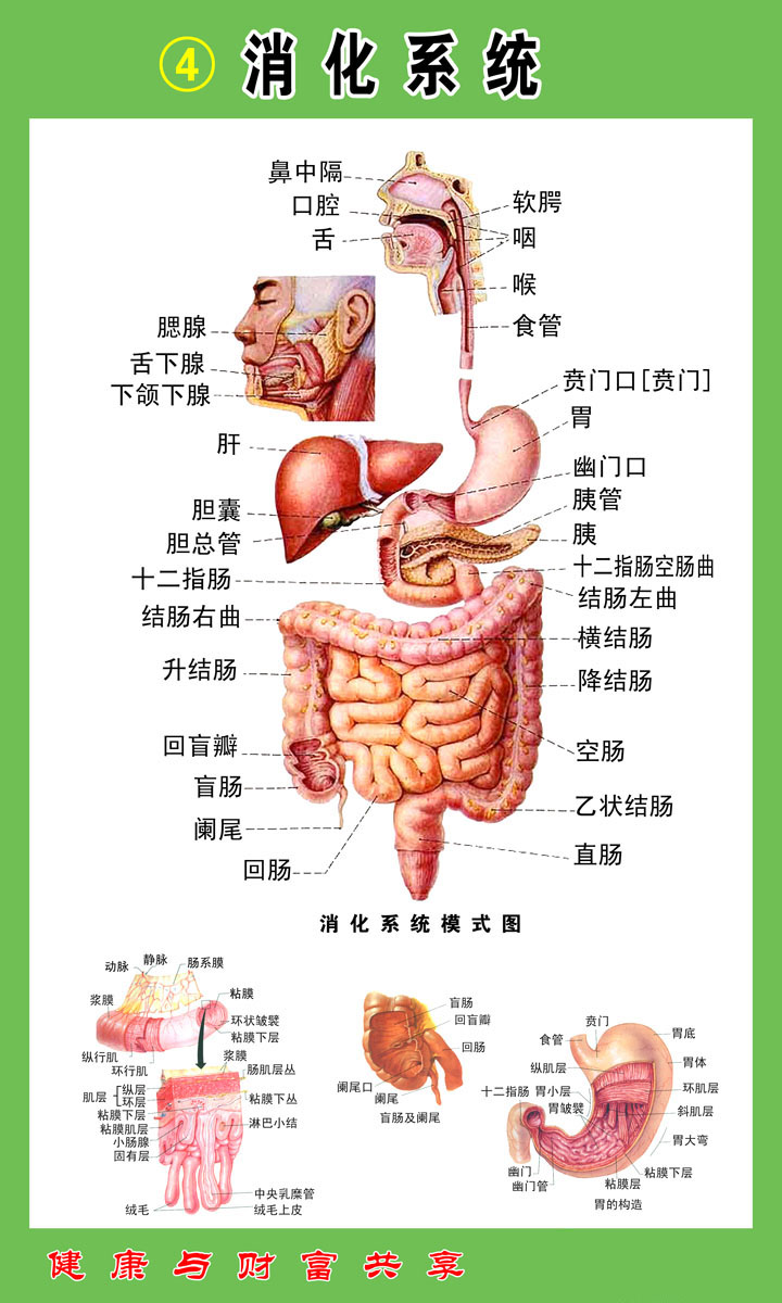 消化系统结构模式图图片