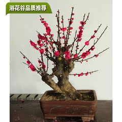 浴花谷梅花盆景室内盆景红梅盆栽红梅造型盆景红梅树桩带原装土