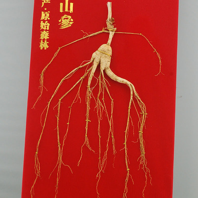 长白山野山参 30年左右 - 拍卖