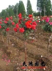 玫瑰花苗 玫瑰苗 月季花苗 室内盆栽多品种开花当年小苗批发价格