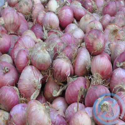 东北特产小毛葱 鬼子葱 毛葱元葱珠葱新鲜蔬菜 500g