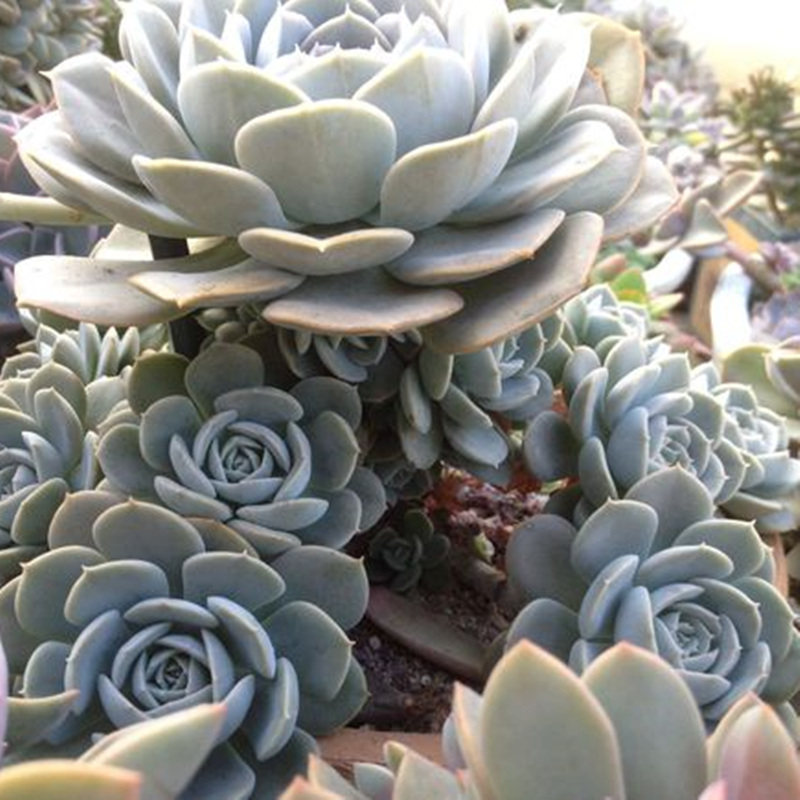 多肉植物鲁氏石莲带粉色奇趣植物吸甲醛防辐射多肉小盆栽