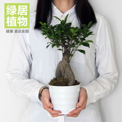 绿居植物人参榕盆栽室内小绿植花卉盆景办公室植物送礼年货礼品