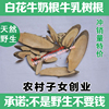 野生白花牛奶根 500克牛乳树根 老火靓汤 清热千斤拔根金钟根 野生白花牛奶根 500克牛乳树根 老火靓汤 清热千斤拔根金钟根