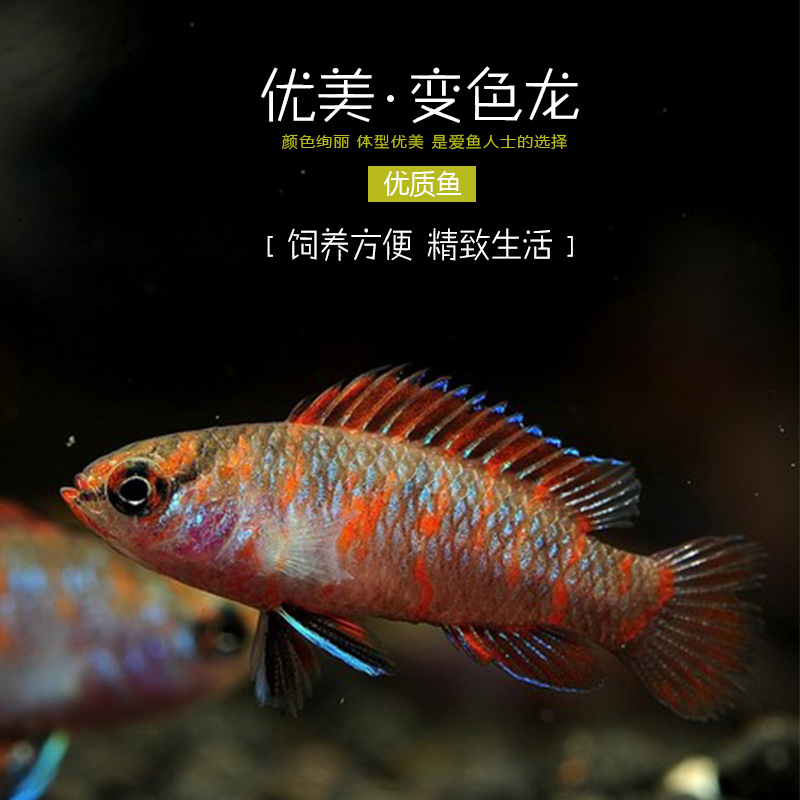火焰变色鱼活体5条装水族世界 热带观赏鱼草缸小型宠物鱼包邮