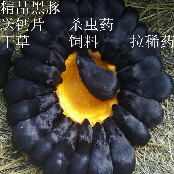 黑豚活体 宝宝农家荷兰鼠豚鼠荷兰猪豚鼠天竺鼠包活包邮|ruв категории животное/Животное питание и принадлежностей, хомяк класса и других малых животное, свинка - от Buy2taobao.com для оказания профессиональной услуги покупки агента Taobao