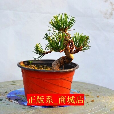 特价日本精品黑松盆景 微型小品造型大阪松 五针松真柏游龙弯盆栽