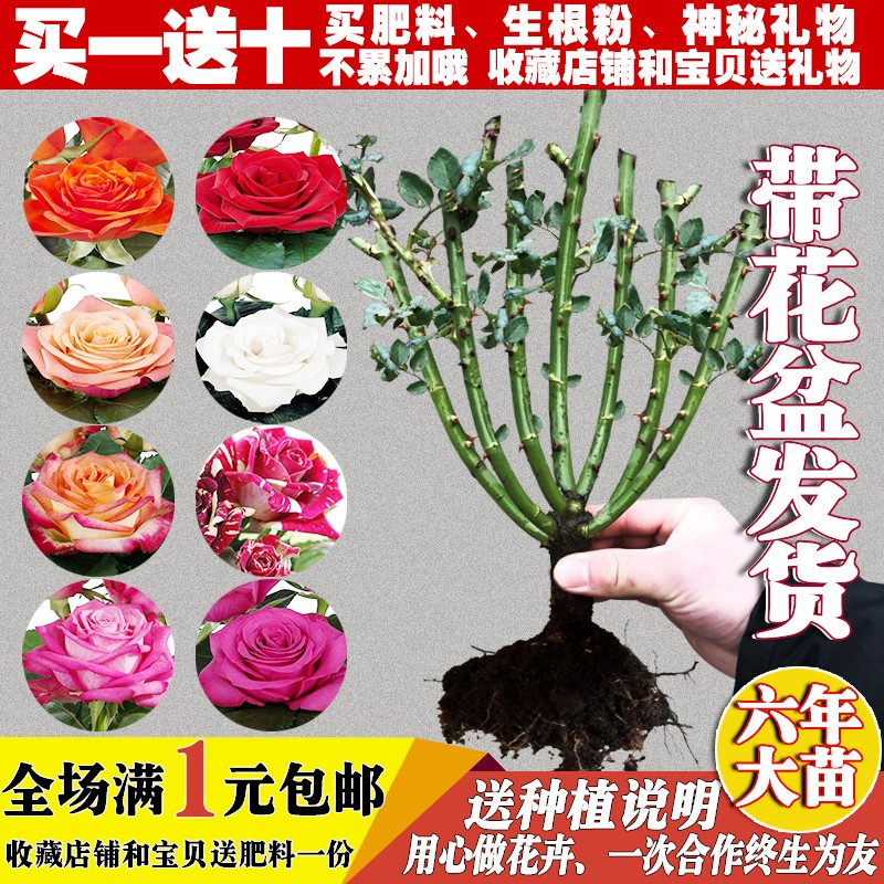 玫瑰花苗四季开大花绿植物盆栽室内外观花卉庭院阳台蔷薇月季牡丹产品展示图2