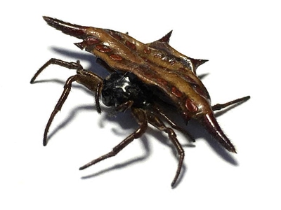 昆虫记·爪哇岛原始雨林惊叹的角蜘蛛·ja**************