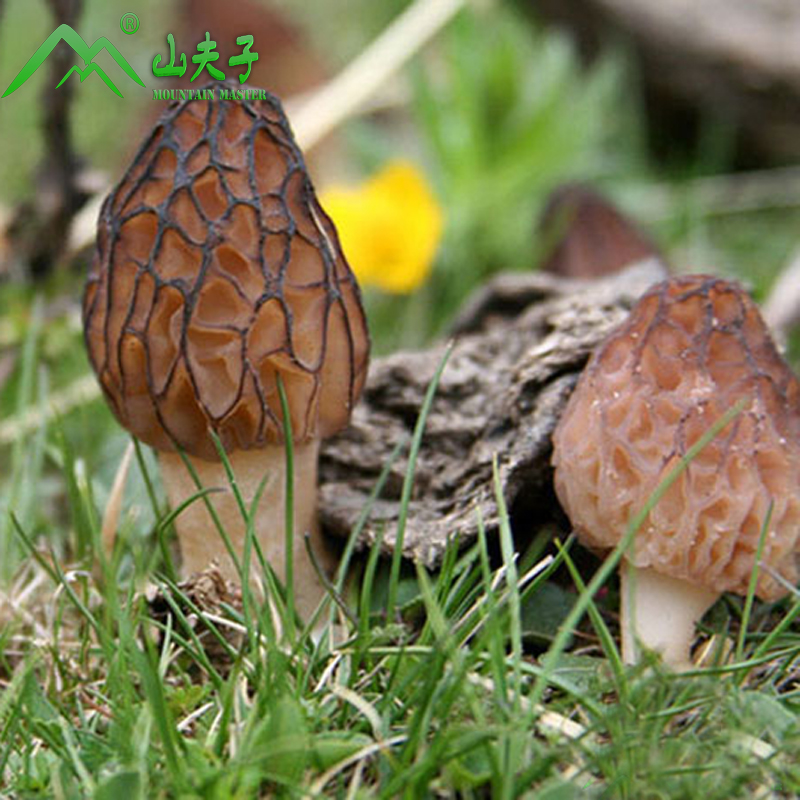 【山夫子】羊肚菌 全剪柄云南野生羊肚菌干货50g /份煲汤香味浓郁|ruв категории зерно риса/север и Юг сухих грузов/приправы, север и Юг сухих грузов/мясо сухих грузов, сухогрузный/родной, грибов - от Buy2taobao.com для оказания профессиональной услуги покупки агента Taobao