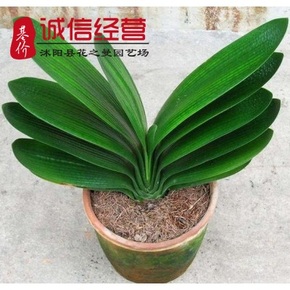 高档精品花卉 短叶君子兰花苗盆栽 各品系小苗 圆头花苗部分包邮图片