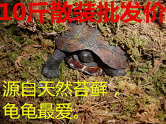 爬虫青苔垫材水苔苔藓 保温保湿乌龟过冬冬眠用品10斤