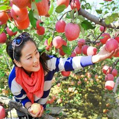 包邮山东新鲜水果非洛川苹果 现摘烟台栖霞红富士苹果 5斤80mm