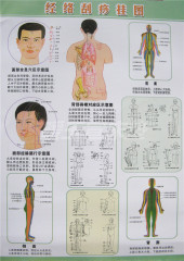 全息经络刮痧穴位挂图双面刮痧保健挂图穴位按摩图2014年新版大图