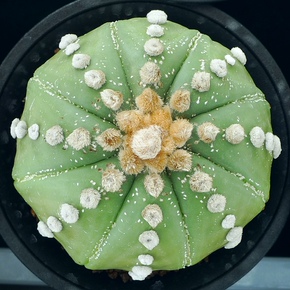 仙人球 兜/星球 嫁接落地/直径6-7cm左右 无根