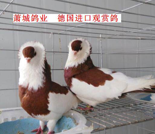 红仙女鸽子,德国观赏鸽,观赏鸽,淑女鸽子,圆环鸽子,萧城鸽业