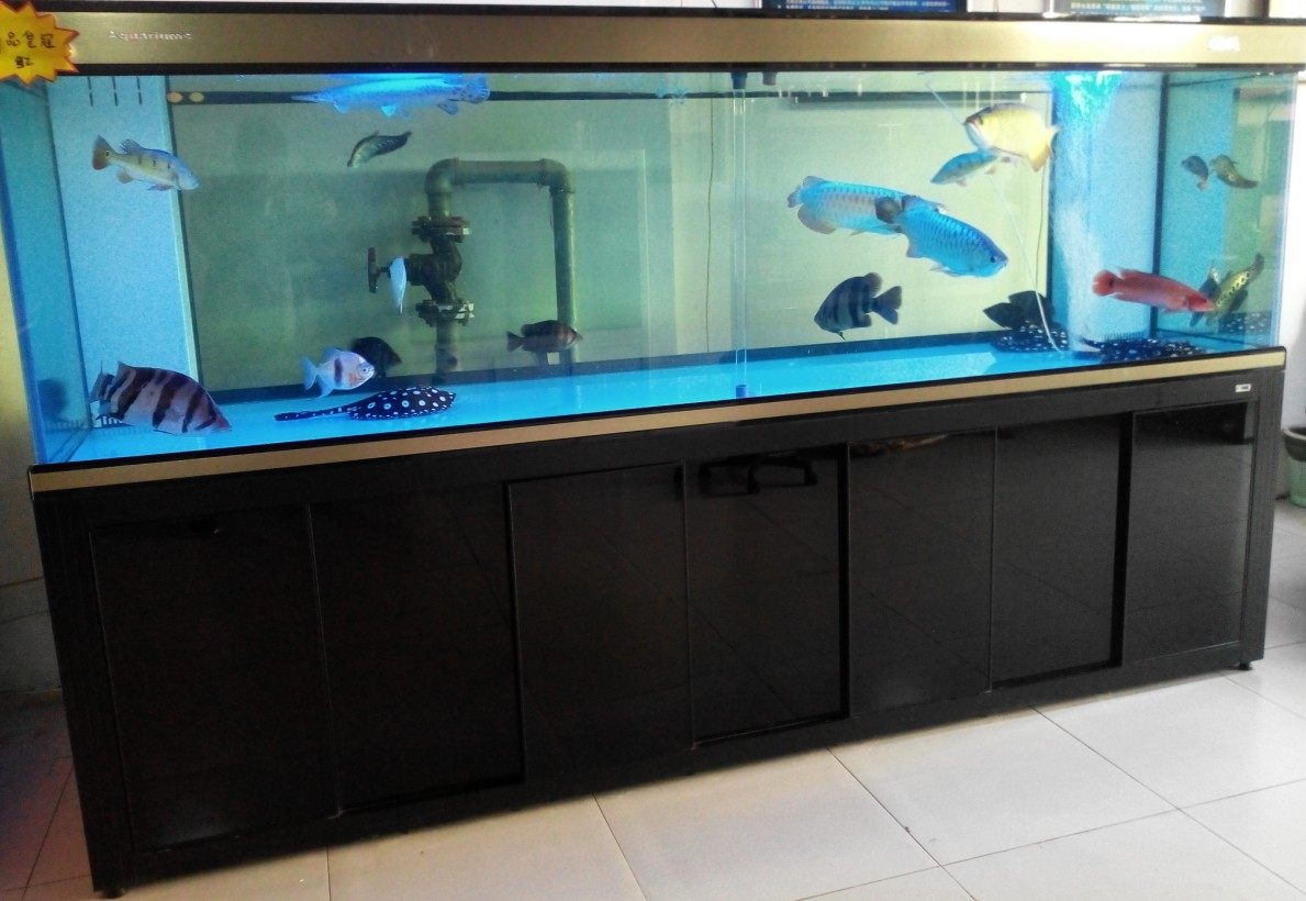 彩蝶龙潭新兵 3米乘1米 超白龙鱼,魟鱼缸