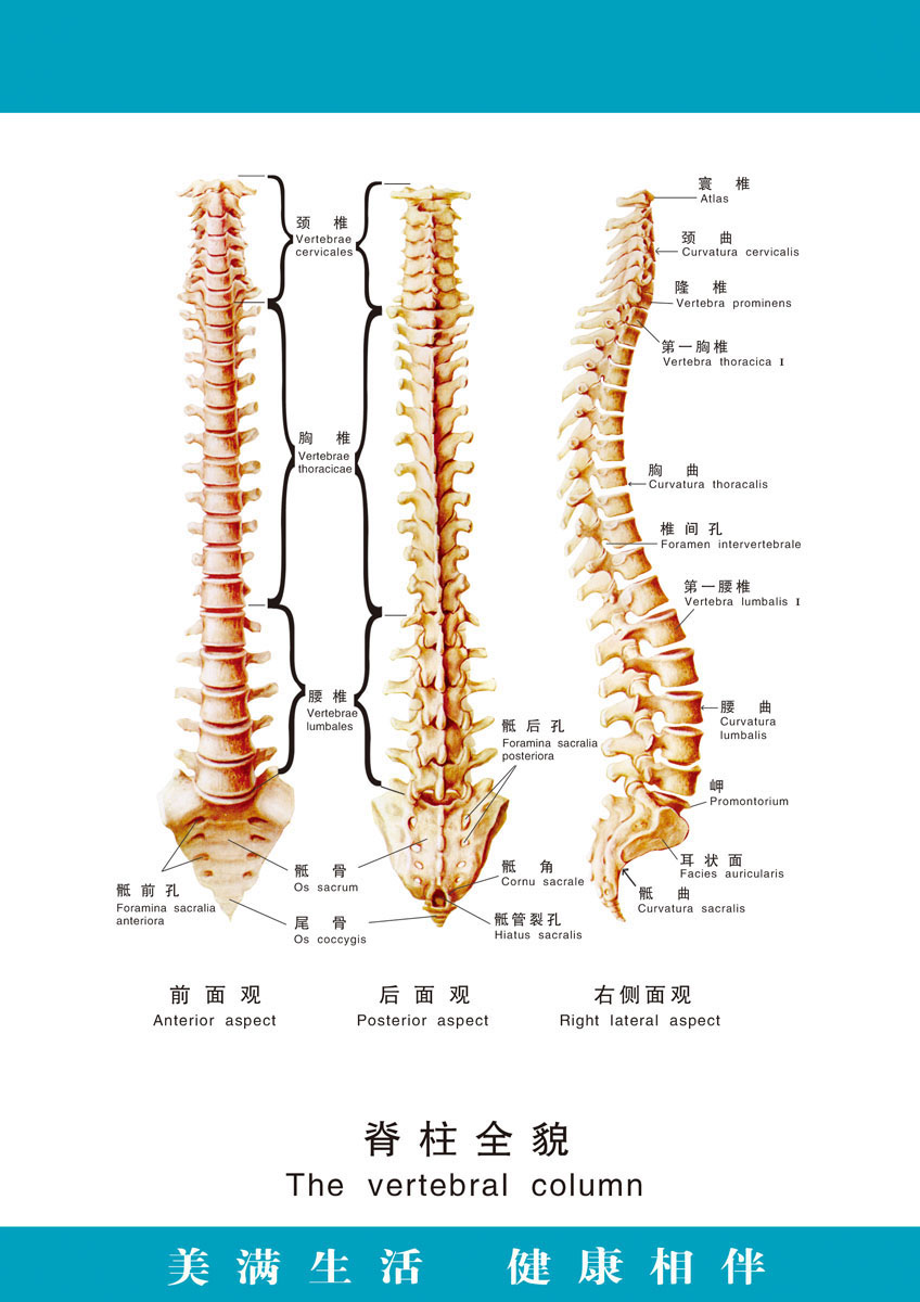 身体背部骨头结构图图片